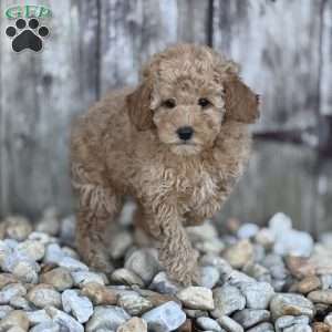 Pippy, Miniature Poodle Puppy