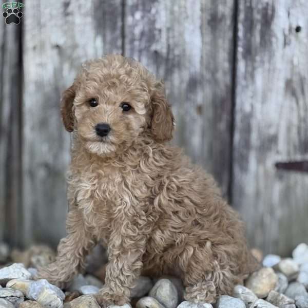 Pippy, Miniature Poodle Puppy