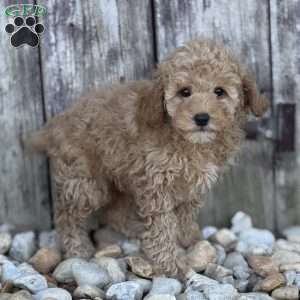 Pippy, Miniature Poodle Puppy