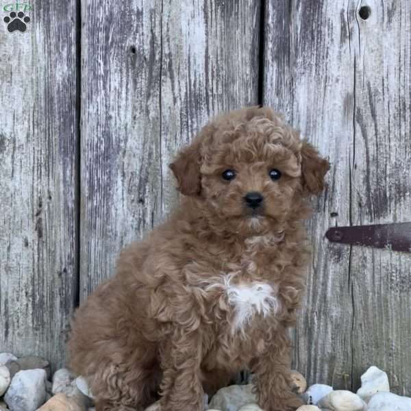 Polly, Miniature Poodle Puppy