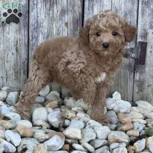 Pixie, Miniature Poodle Puppy