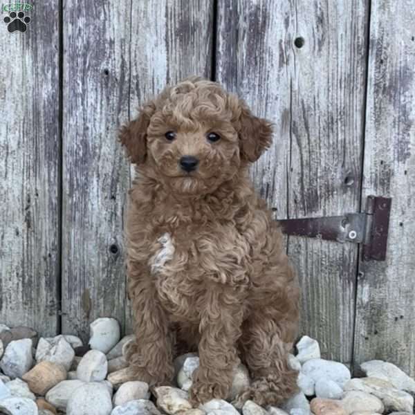 Pixie, Miniature Poodle Puppy