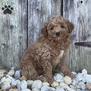 Pixie, Miniature Poodle Puppy