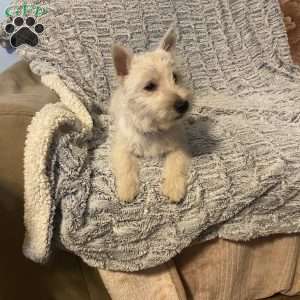 Sawyer, West Highland Terrier Puppy