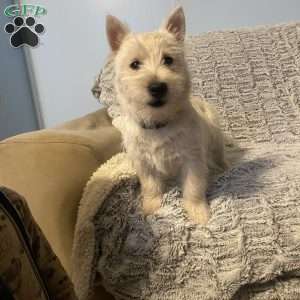 Sawyer, West Highland Terrier Puppy