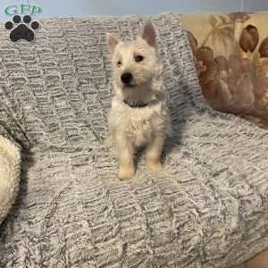 Sawyer, West Highland Terrier Puppy