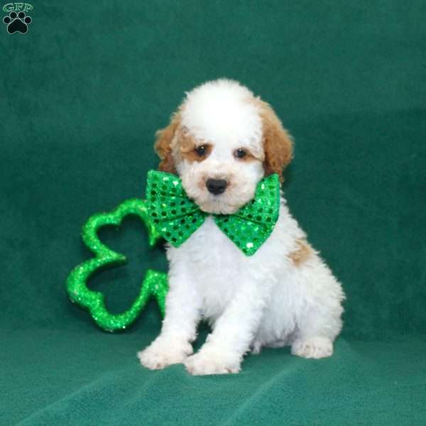 Gordon, Miniature Poodle Puppy