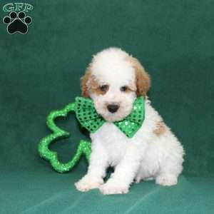 Gordon, Miniature Poodle Puppy