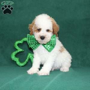 Gordon, Miniature Poodle Puppy