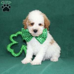 Gordon, Miniature Poodle Puppy