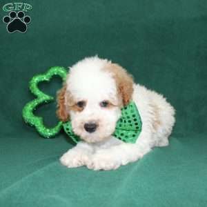 Gordon, Miniature Poodle Puppy