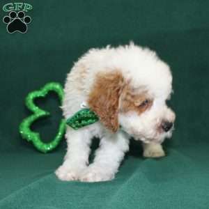 Gordon, Miniature Poodle Puppy