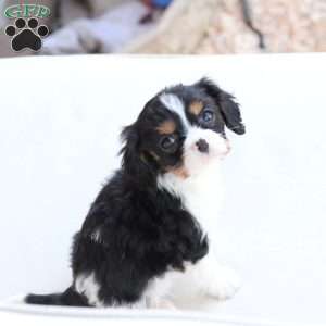 Daisy, Cavalier King Charles Spaniel Puppy