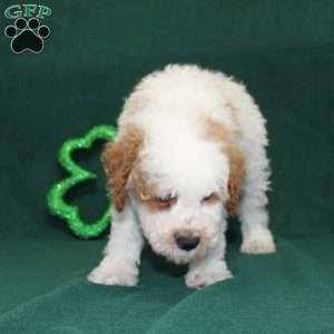 Gordon, Miniature Poodle Puppy