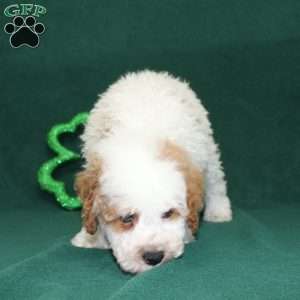 Gordon, Miniature Poodle Puppy