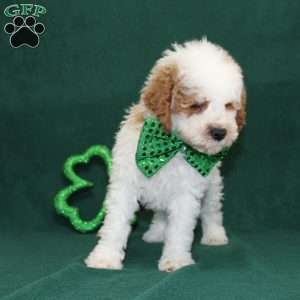 Gordon, Miniature Poodle Puppy