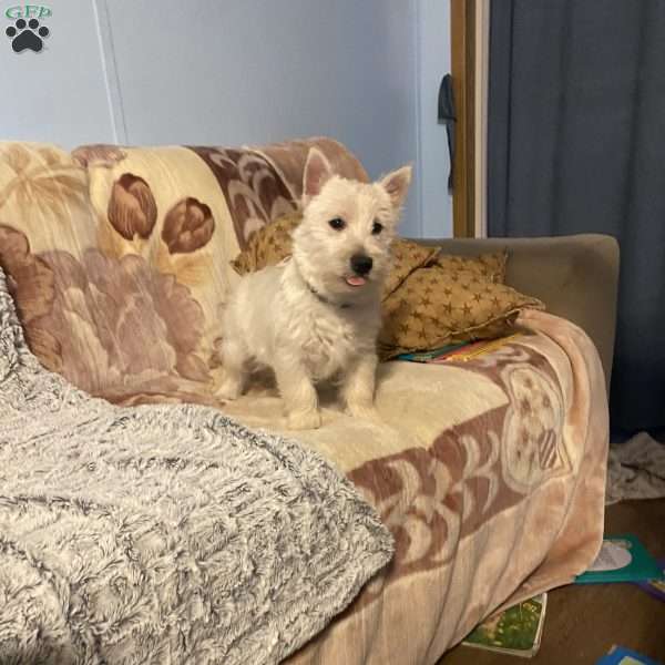 Sawyer, West Highland Terrier Puppy