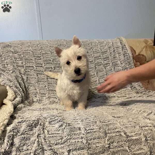 Slater, West Highland Terrier Puppy