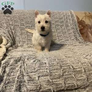 Slater, West Highland Terrier Puppy