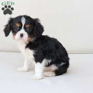 Daisy, Cavalier King Charles Spaniel Puppy