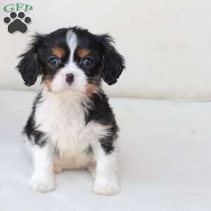 Daisy, Cavalier King Charles Spaniel Puppy