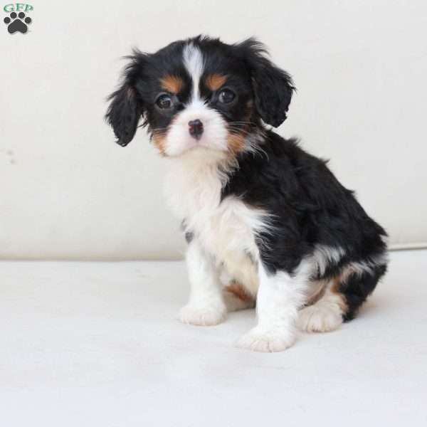 Daisy, Cavalier King Charles Spaniel Puppy