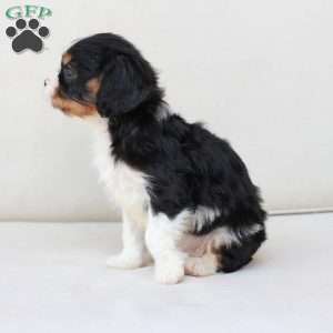 Daisy, Cavalier King Charles Spaniel Puppy