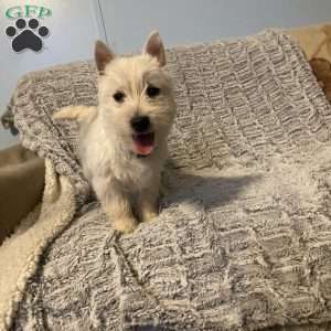 Slater, West Highland Terrier Puppy