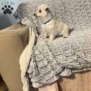 Hunter, West Highland Terrier Puppy