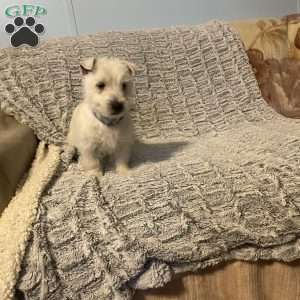 Hunter, West Highland Terrier Puppy