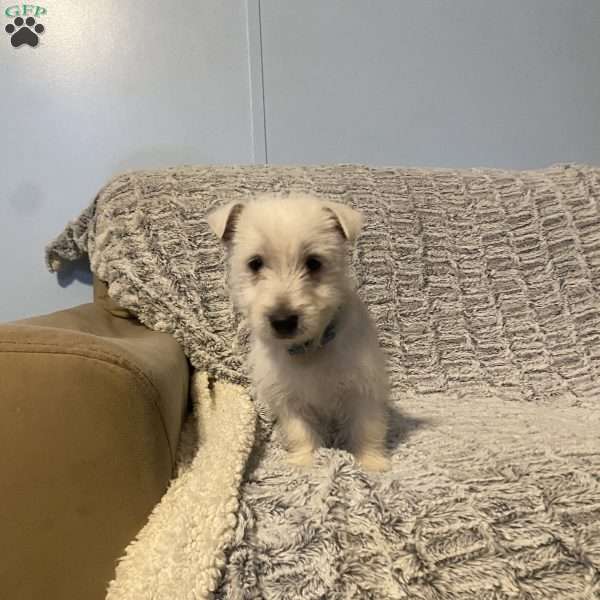 Hunter, West Highland Terrier Puppy