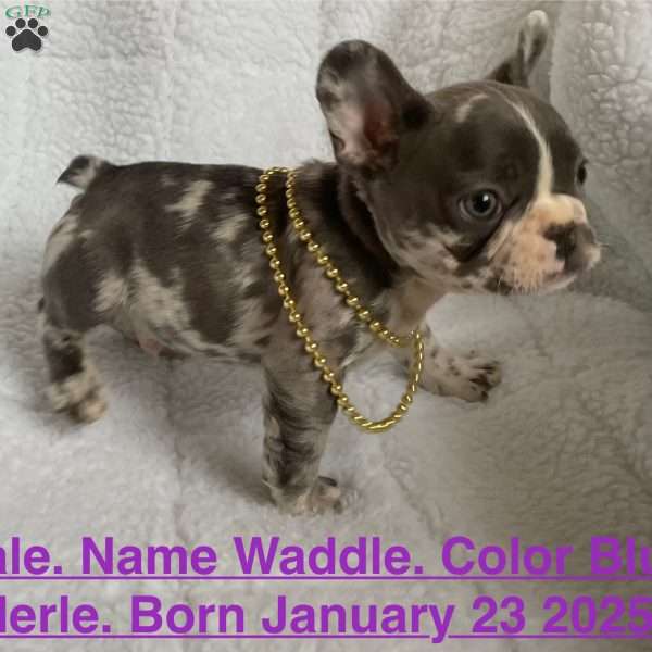 Waddle, French Bulldog Puppy