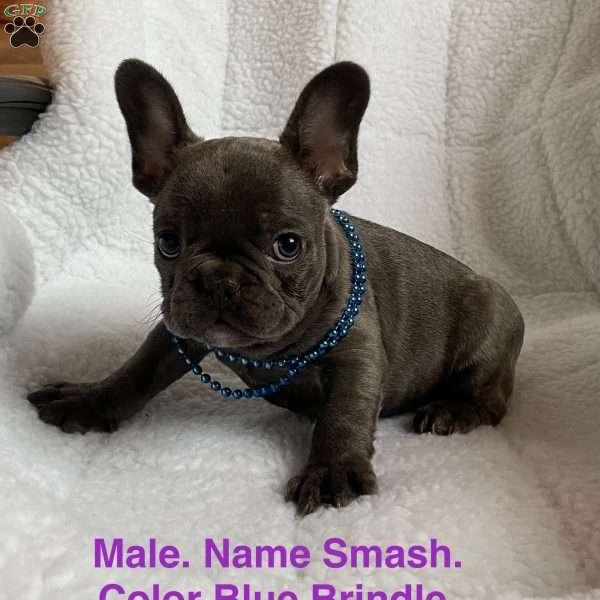 Smash, French Bulldog Puppy