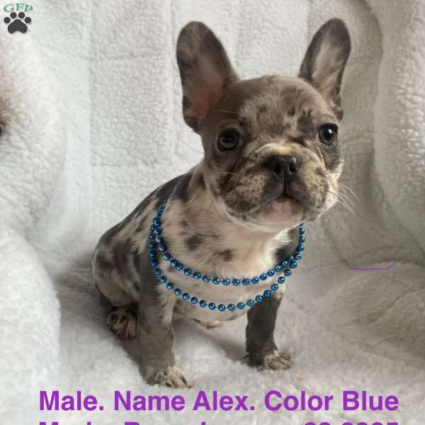 Alex, French Bulldog Puppy