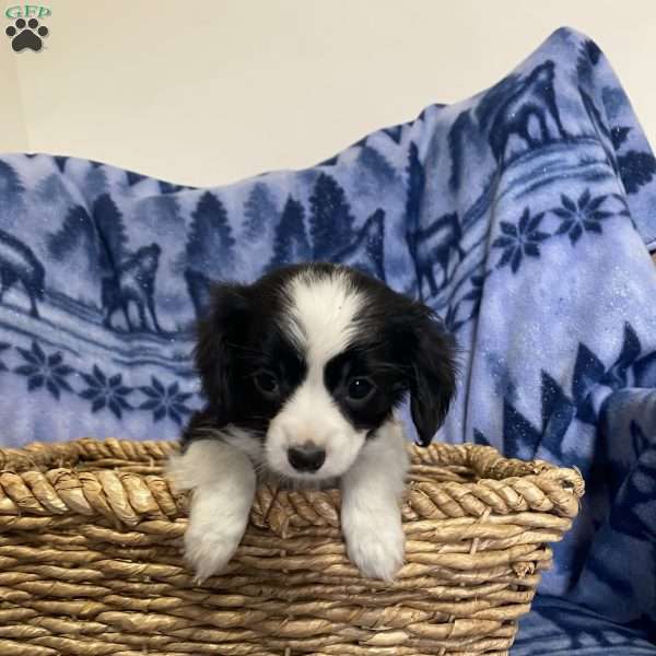 Kody, Cavalier King Charles Mix Puppy