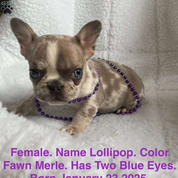 Lollipop, French Bulldog Puppy