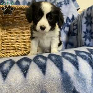 Kody, Cavalier King Charles Mix Puppy