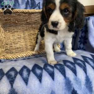 Konner, Cavalier King Charles Mix Puppy