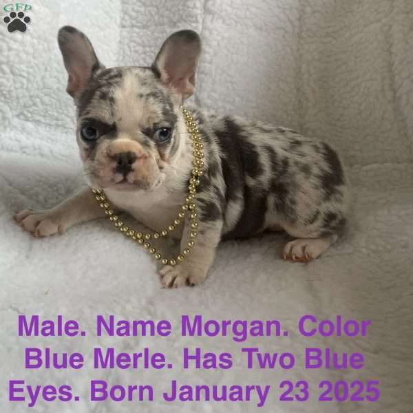 Morgan, French Bulldog Puppy