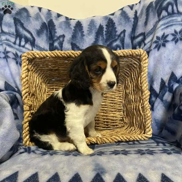 Konner, Cavalier King Charles Mix Puppy