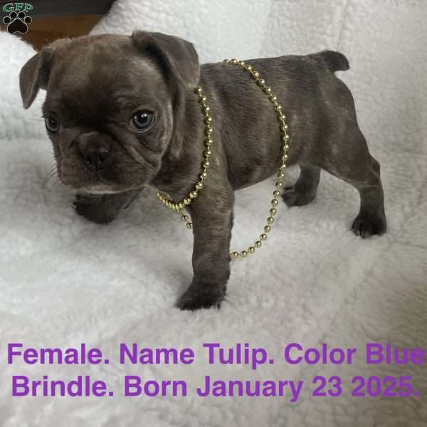 Tulip, French Bulldog Puppy