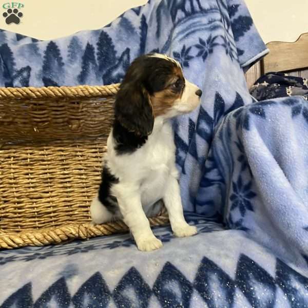 Kelsie, Cavalier King Charles Mix Puppy