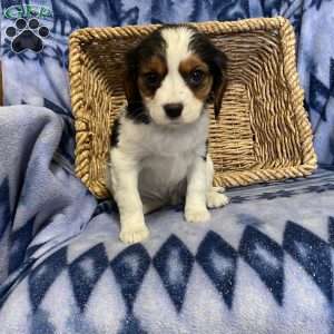 Kelsie, Cavalier King Charles Mix Puppy