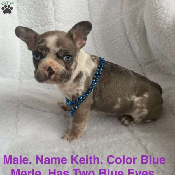 Keith, French Bulldog Puppy