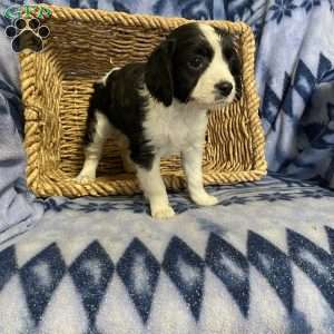 Kylie, Cavalier King Charles Mix Puppy