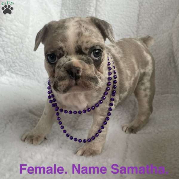 Samantha, French Bulldog Puppy