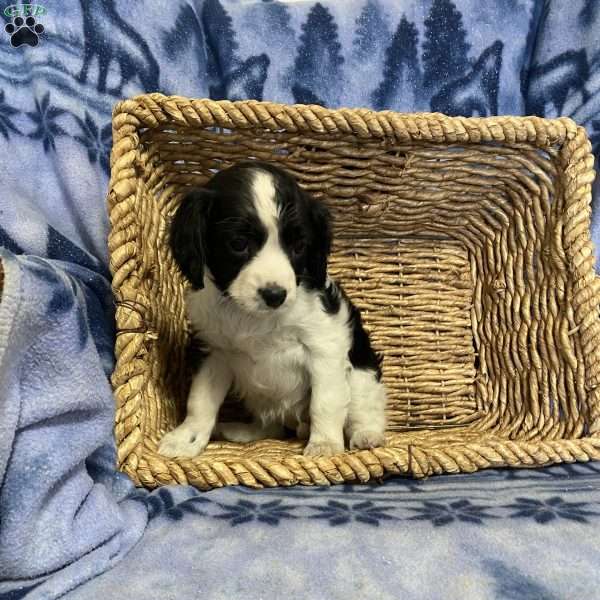 Kylie, Cavalier King Charles Mix Puppy