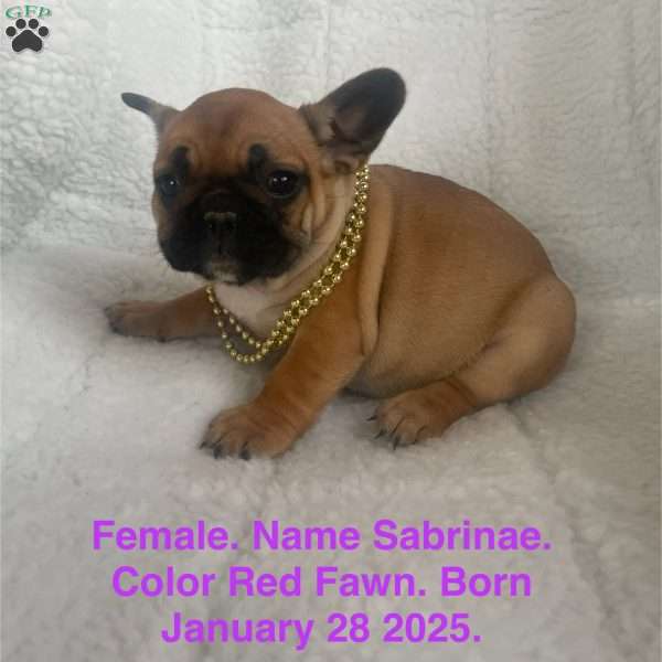 Sabrinae, French Bulldog Puppy