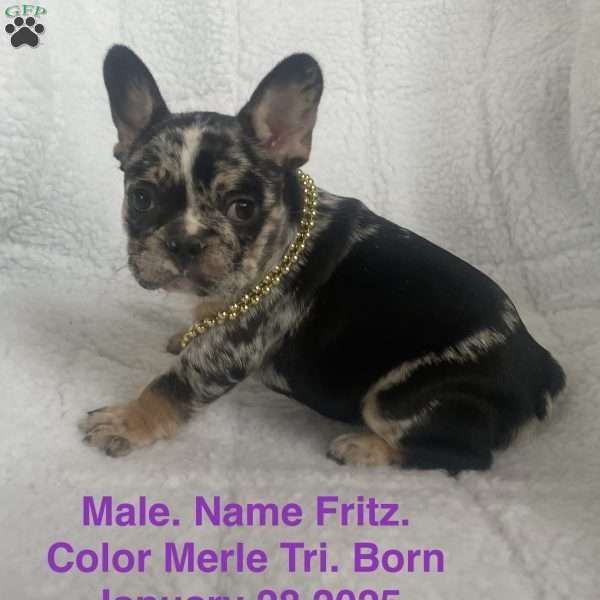 Fritz, French Bulldog Puppy