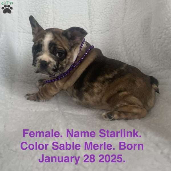 Starlink, French Bulldog Puppy